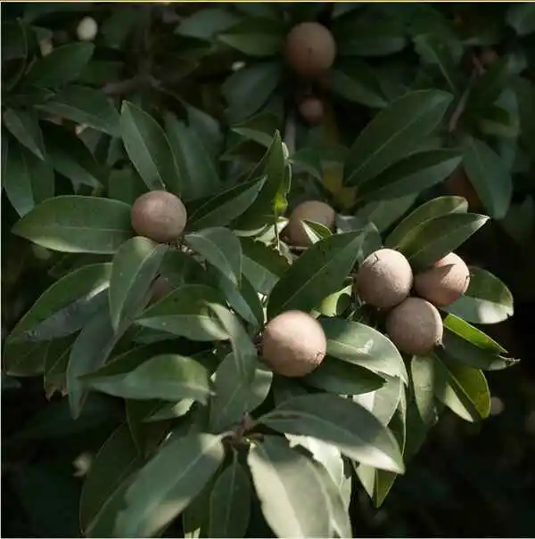 Cash Crops