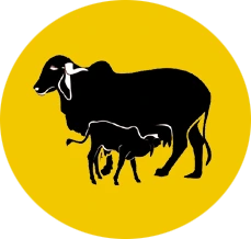 Desi Cattle