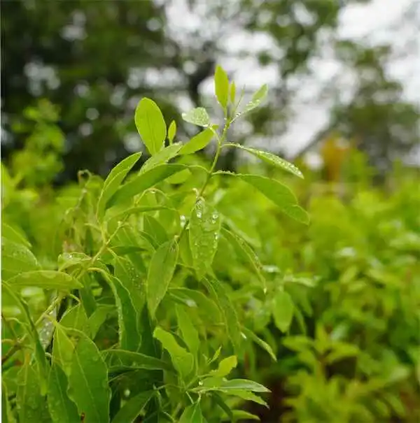 Timber Plantation