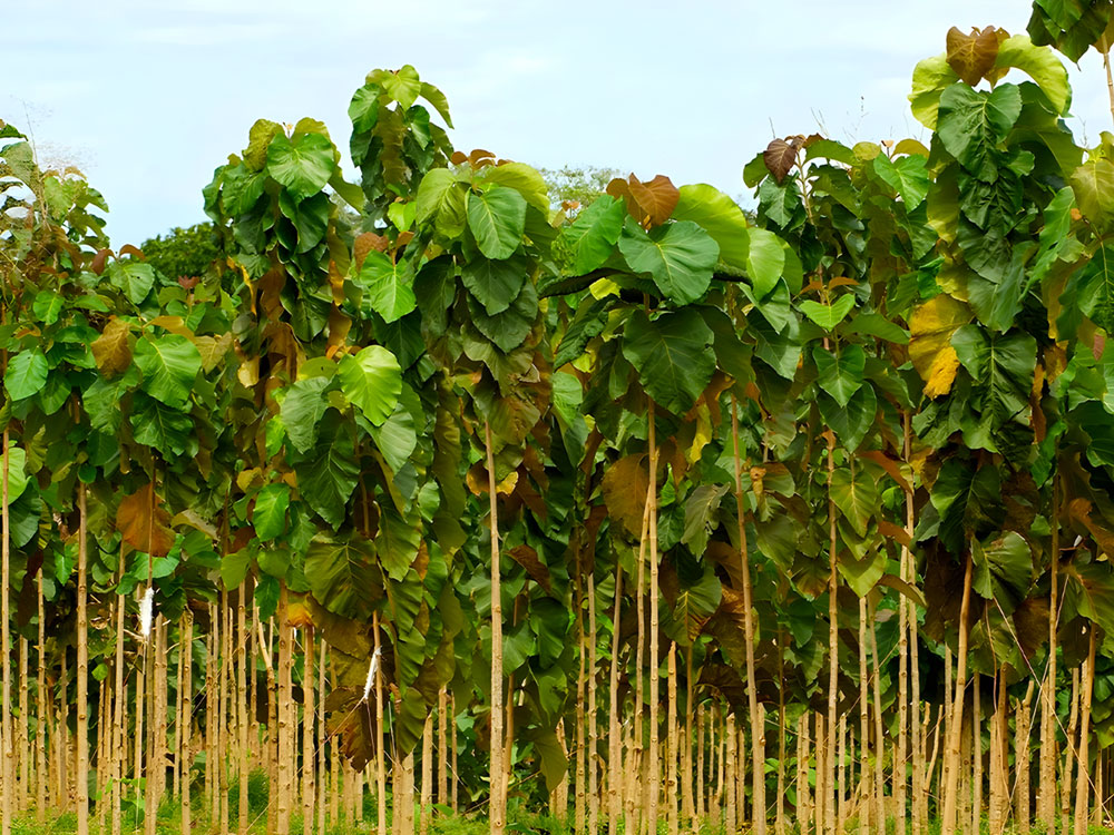 Premium Teak timber wood plantation