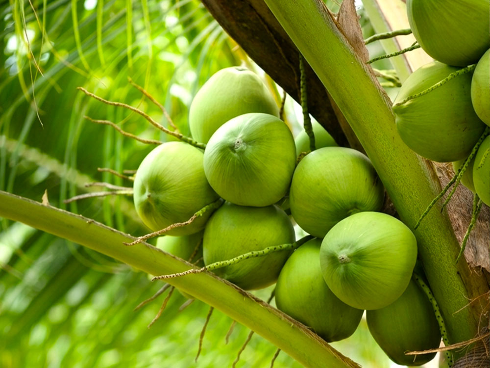 Tall fresh green Coconut palm trees