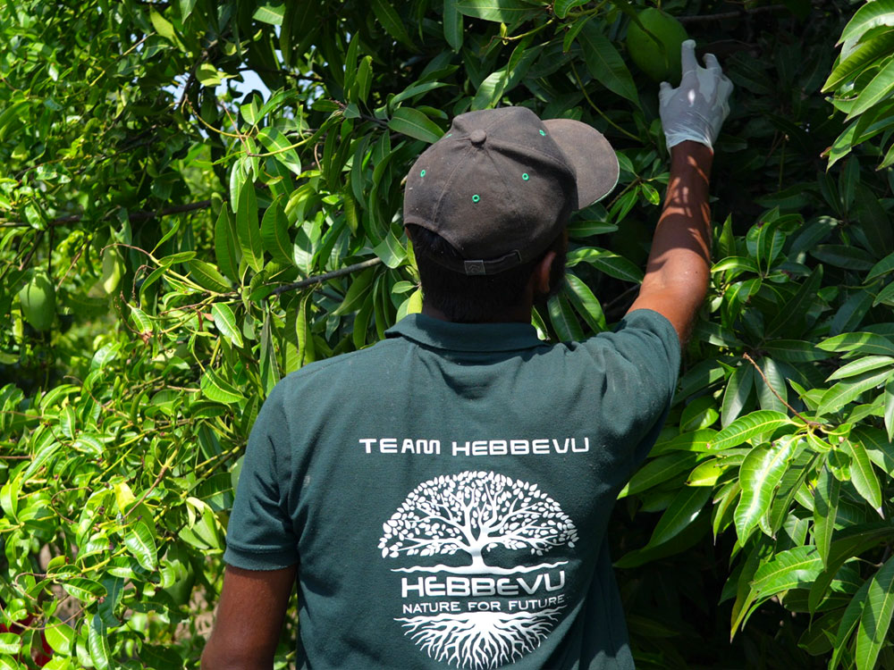 Lush well-maintained managed plantations